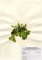 藏品(石蓴)的圖片